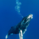 Illustration for article titled These Photos Show the Alien Beauty of Life Underwater